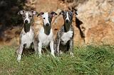 WHIPPET 076